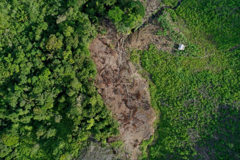 Hilangnya tutupan hutan dapat mengganggu fungsi ekologis dan meningkatkan kerentanan lingkungan. Foto ilustrasi.