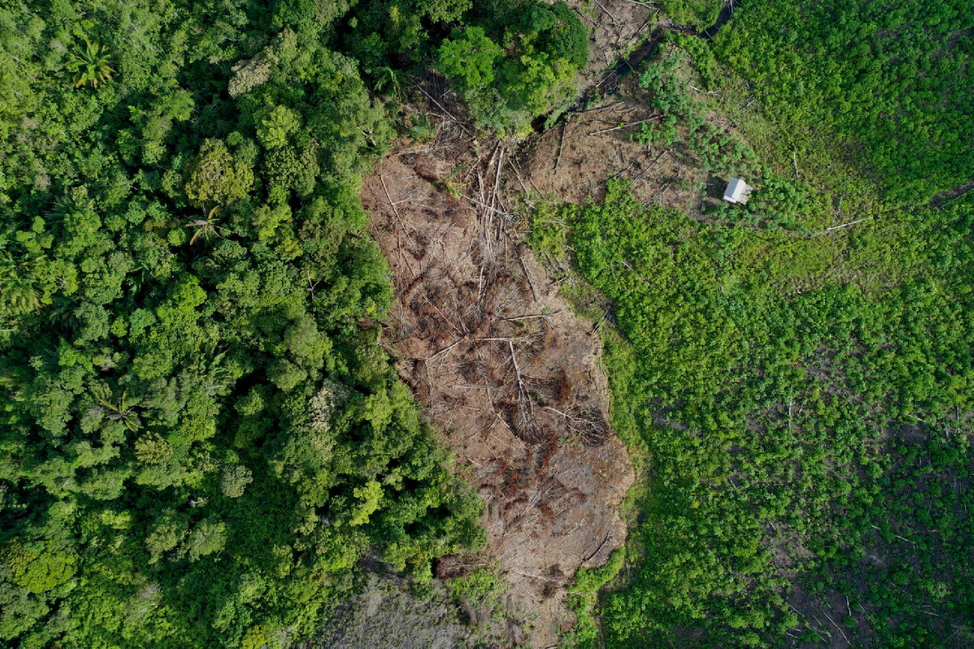 Hilangnya tutupan hutan dapat mengganggu fungsi ekologis dan meningkatkan kerentanan lingkungan. Foto ilustrasi.